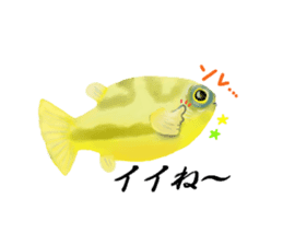 Dwarf pufferfish fugupan sticker #2053766