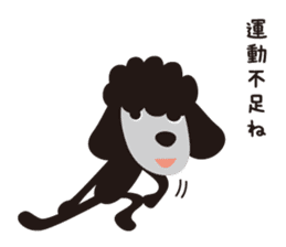 Black Toy Poodle  Sheep dog sticker #2071566