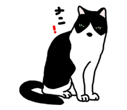 A cat seldom talks sticker #2096420