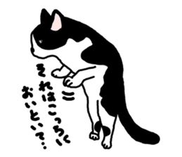A cat seldom talks sticker #2096431