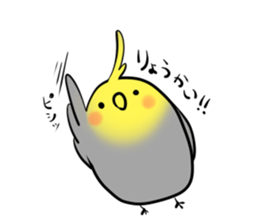 budgie&cockatiel sticker #2097284