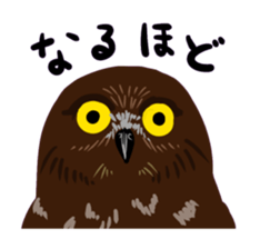 40birds sticker #2106330