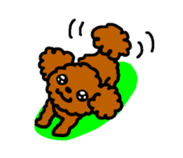 Everyday Toy Poodle sticker #2109572