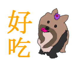 Chinese of a cheerful Yorkshire terrier sticker #2114600