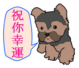 Chinese of a cheerful Yorkshire terrier sticker #2114602