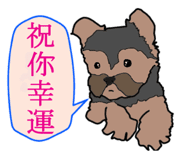 Chinese of a cheerful Yorkshire terrier sticker #2114602