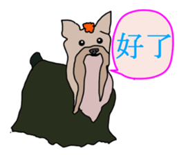 Chinese of a cheerful Yorkshire terrier sticker #2114604