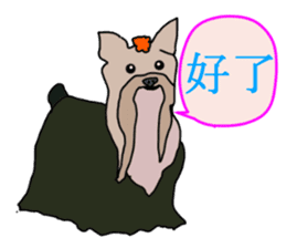 Chinese of a cheerful Yorkshire terrier sticker #2114604