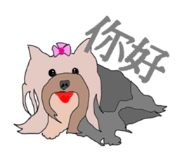 Chinese of a cheerful Yorkshire terrier sticker #2114605