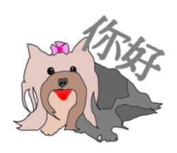 Chinese of a cheerful Yorkshire terrier sticker #2114605