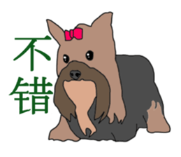 Chinese of a cheerful Yorkshire terrier sticker #2114608