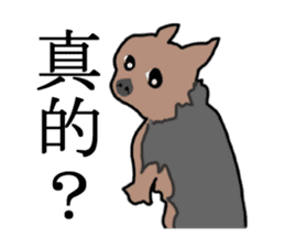 Chinese of a cheerful Yorkshire terrier sticker #2114609