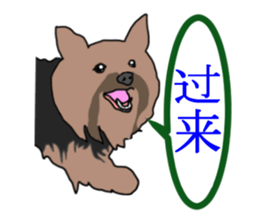 Chinese of a cheerful Yorkshire terrier sticker #2114610