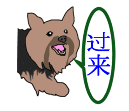 Chinese of a cheerful Yorkshire terrier sticker #2114610