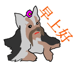 Chinese of a cheerful Yorkshire terrier sticker #2114613