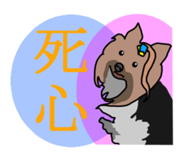 Chinese of a cheerful Yorkshire terrier sticker #2114619
