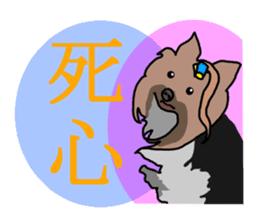 Chinese of a cheerful Yorkshire terrier sticker #2114619