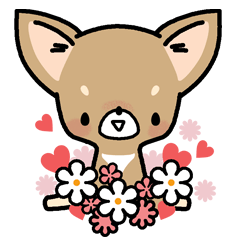 Tiny Lovely Chihuahua (English)