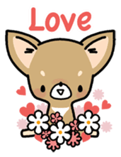 Tiny Lovely Chihuahua (English) sticker #2141918