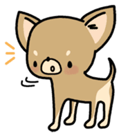 Tiny Lovely Chihuahua (English) sticker #2141928