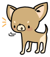 Tiny Lovely Chihuahua (English) sticker #2141928