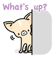 Tiny Lovely Chihuahua (English) sticker #2141934