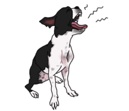 Boston Terrier Stickers sticker #2143304