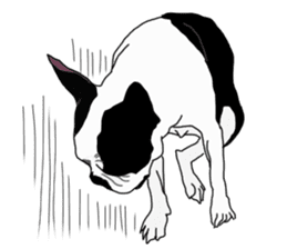 Boston Terrier Stickers sticker #2143305