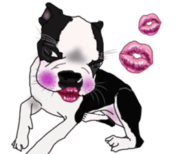 Boston Terrier Stickers sticker #2143307