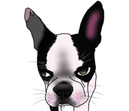 Boston Terrier Stickers sticker #2143309