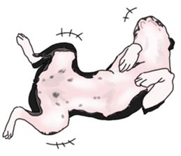 Boston Terrier Stickers sticker #2143310