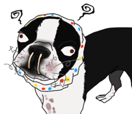 Boston Terrier Stickers sticker #2143311