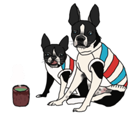 Boston Terrier Stickers sticker #2143313
