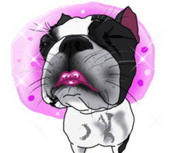 Boston Terrier Stickers sticker #2143320