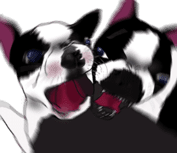 Boston Terrier Stickers sticker #2143321