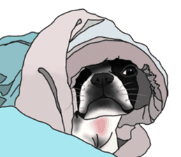 Boston Terrier Stickers sticker #2143324