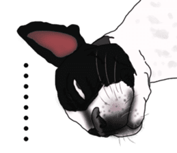 Boston Terrier Stickers sticker #2143326