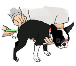 Boston Terrier Stickers sticker #2143329