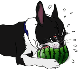 Boston Terrier Stickers sticker #2143333