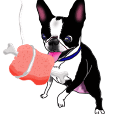 Boston Terrier Stickers sticker #2143334