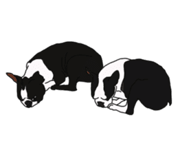 Boston Terrier Stickers sticker #2143335