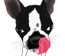 Boston Terrier Stickers sticker #2143336