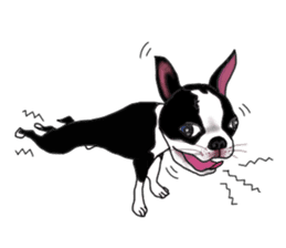 Boston Terrier Stickers sticker #2143337