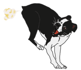 Boston Terrier Stickers sticker #2143338