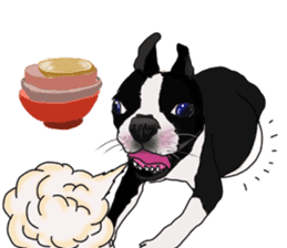 Boston Terrier Stickers sticker #2143339