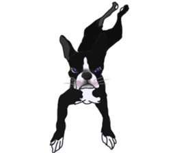 Boston Terrier Stickers sticker #2143340