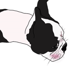 Boston Terrier Stickers sticker #2143342