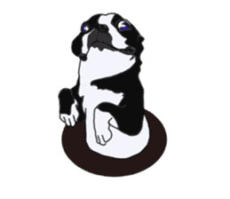 Boston Terrier Stickers sticker #2143343