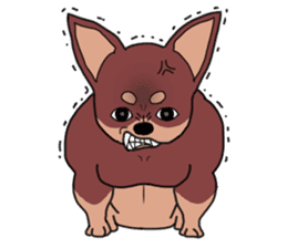 Physial Beauty!! Muscle Chihuahua!! sticker #2162036