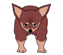 Physial Beauty!! Muscle Chihuahua!! sticker #2162047